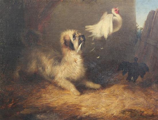 Circle of George Armfield A terrier chasing chickens, 20 x 26in.